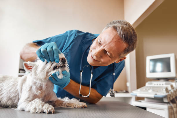 Best Broken or Chipped Tooth Repair in Sibley, LA
